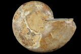 Sliced, Agatized Ammonite Fossil (half) - Jurassic #110744-1